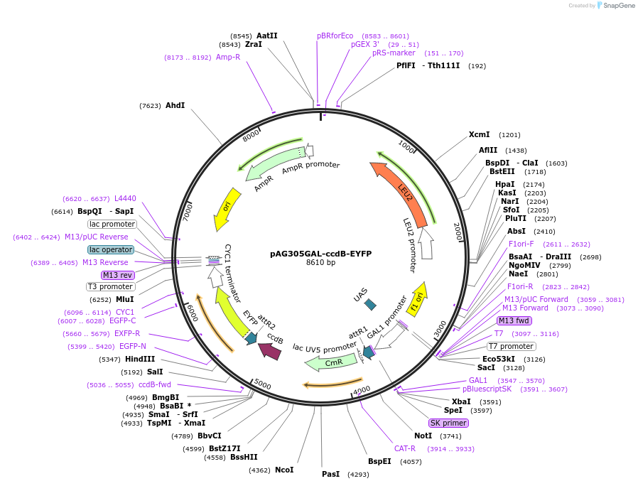 14209-plasmid-map-sequence-id-7872
