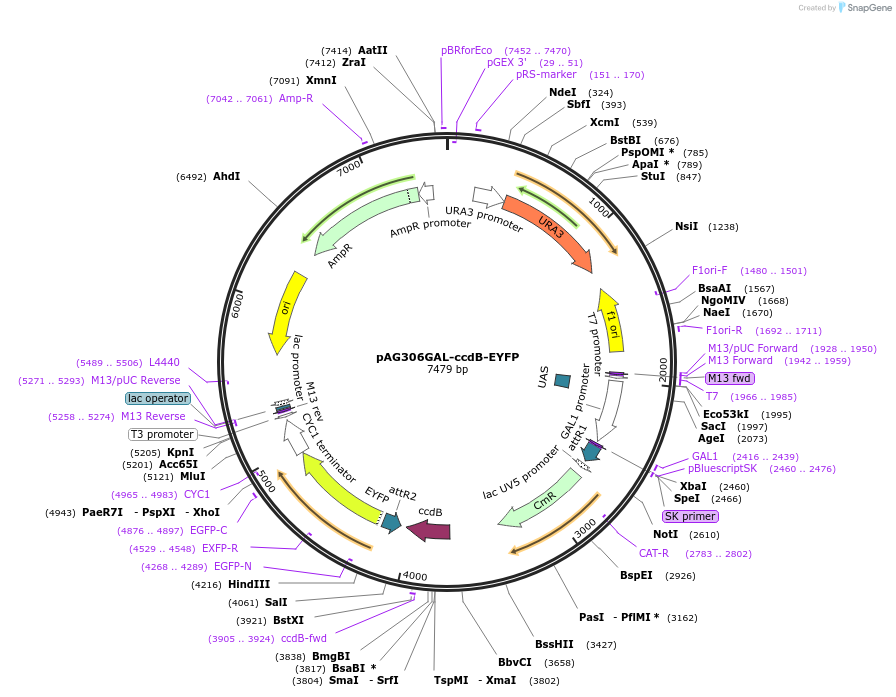 14211-plasmid-map-sequence-id-7874