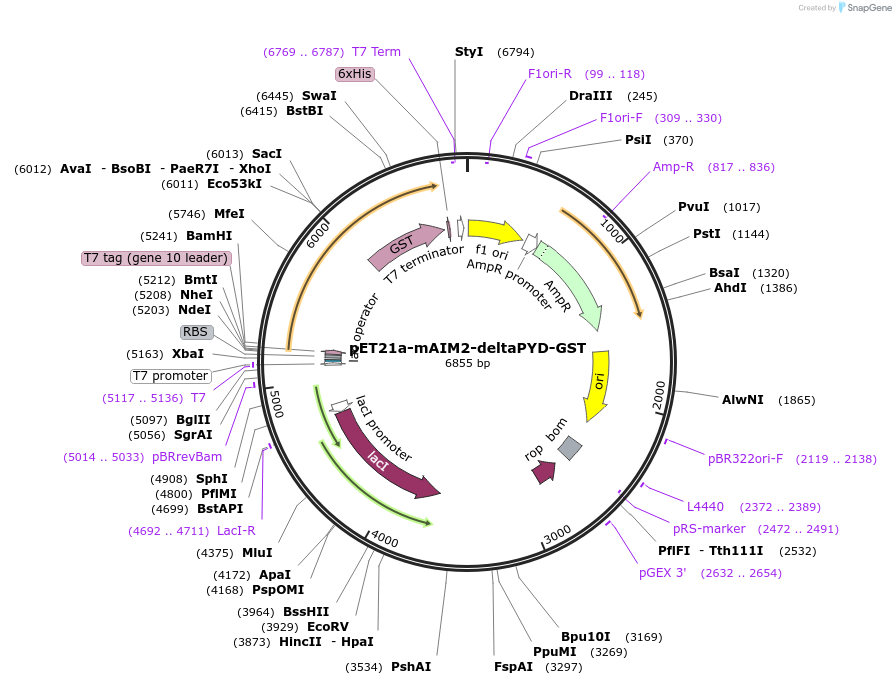 51534-plasmid-map-sequence-id-78746