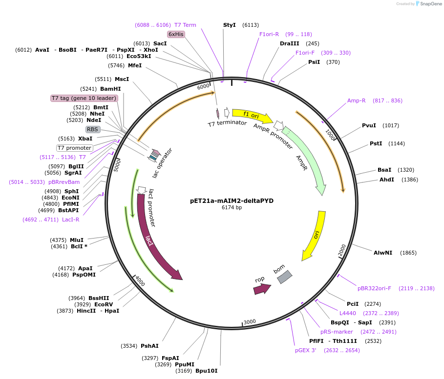 51535-plasmid-map-sequence-id-78748
