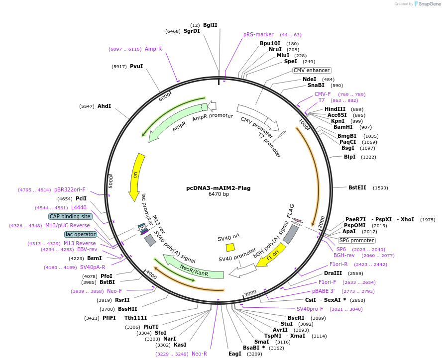 51537-plasmid-map-sequence-id-78751