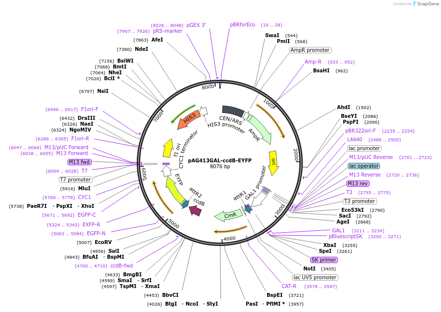 14213-plasmid-map-sequence-id-7876