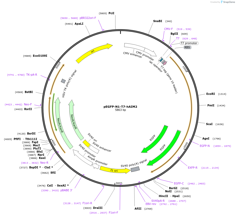 51541-plasmid-map-sequence-id-78760