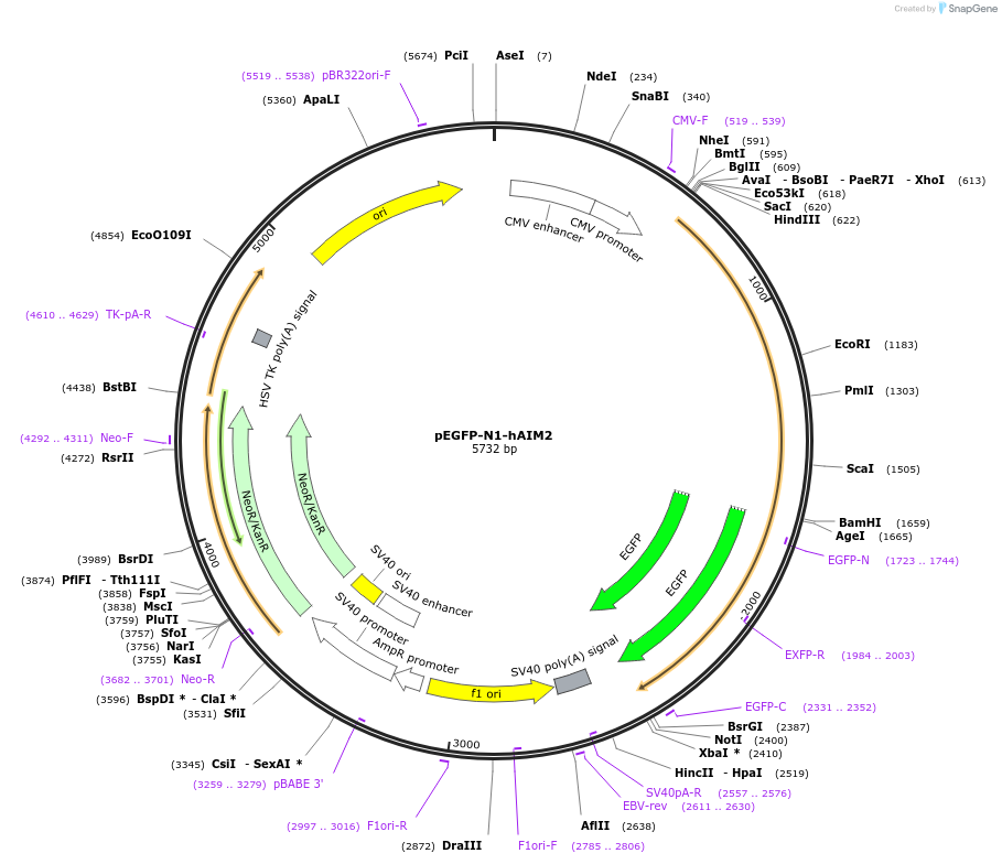 51542-plasmid-map-sequence-id-78761