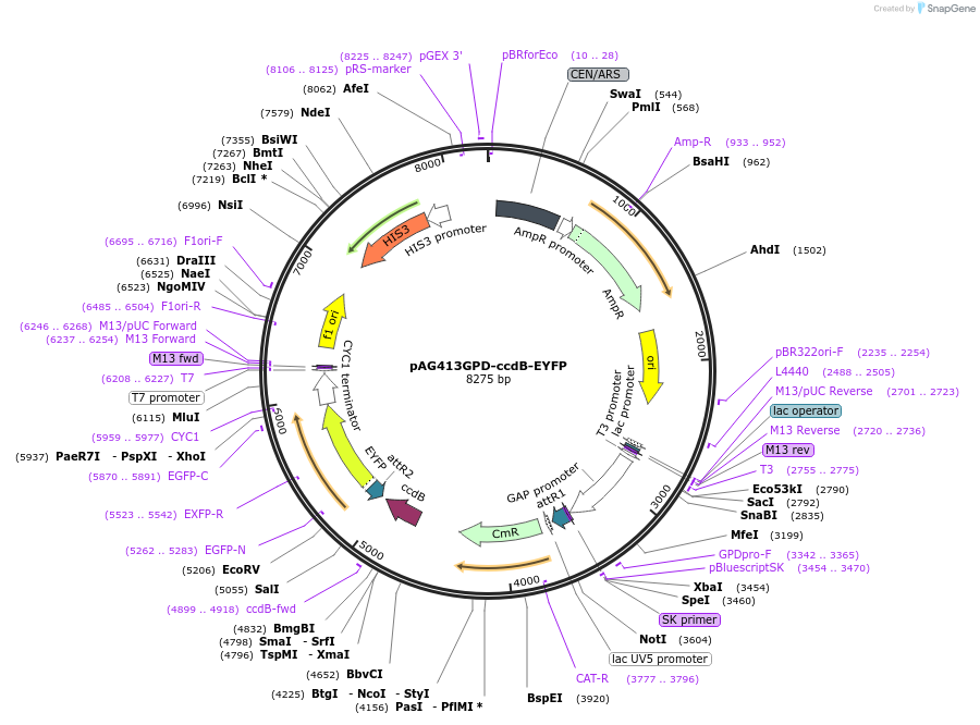 14214-plasmid-map-sequence-id-7877
