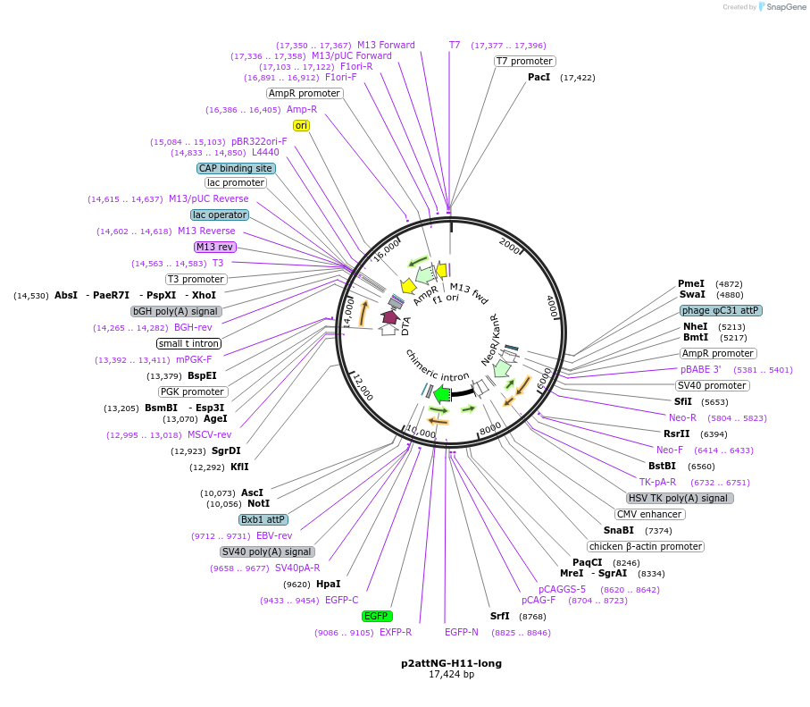 51545-plasmid-map-sequence-id-78773