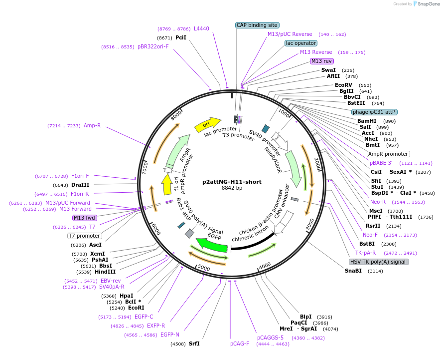 51546-plasmid-map-sequence-id-78774