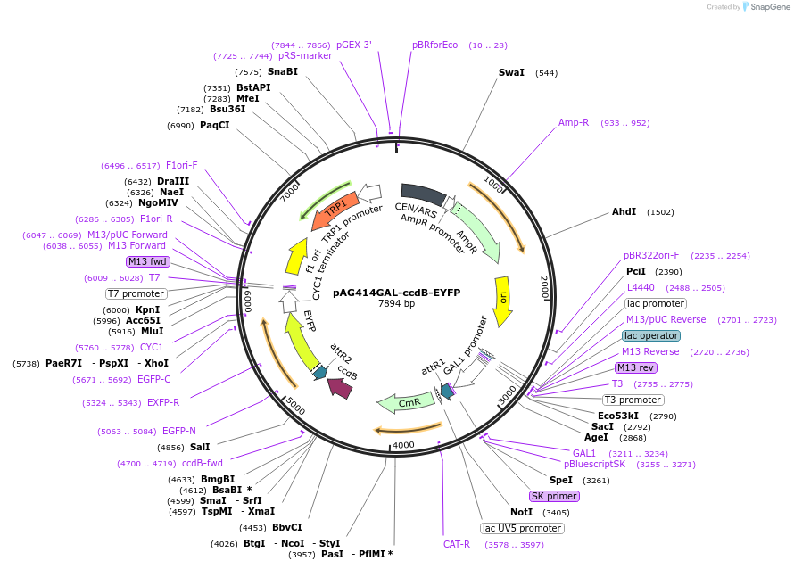 14215-plasmid-map-sequence-id-7878