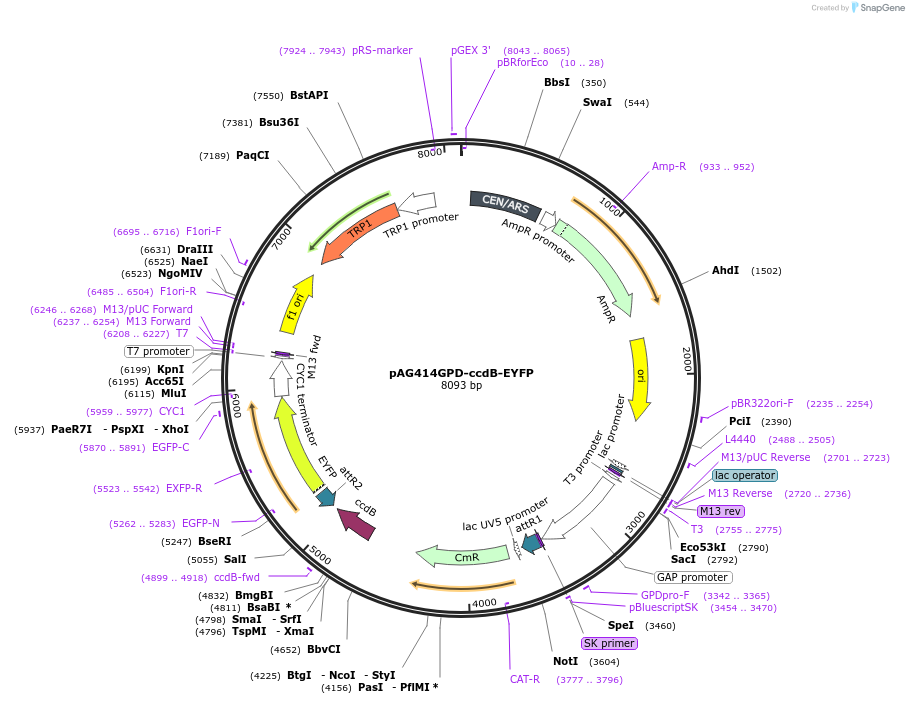 14216-plasmid-map-sequence-id-7879