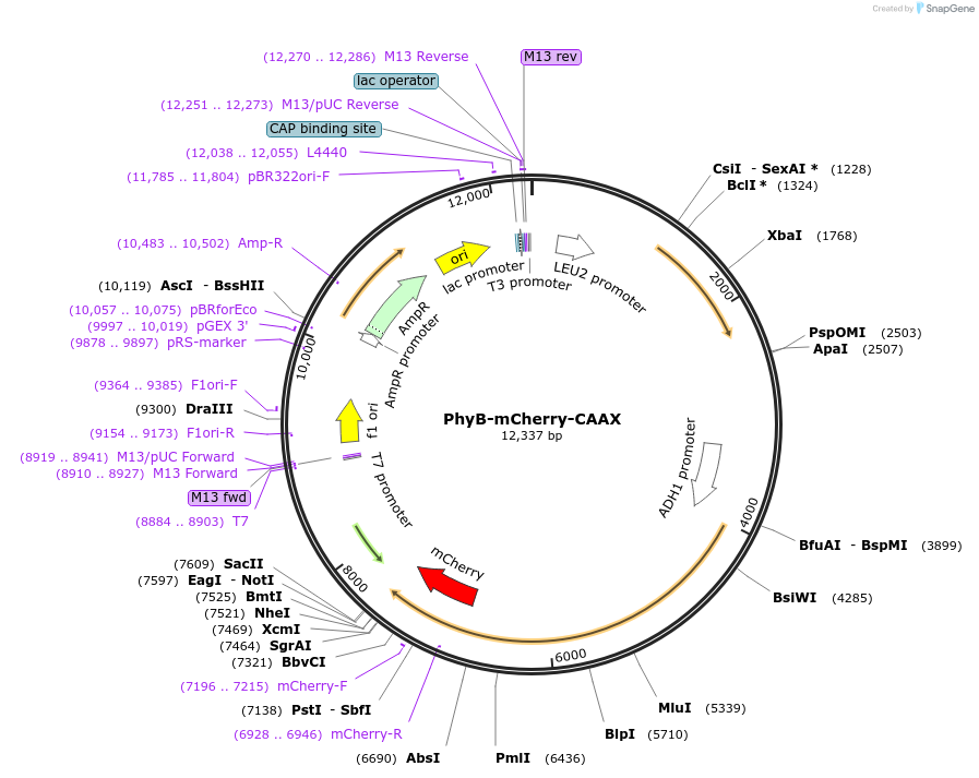 51567-plasmid-map-sequence-id-78804