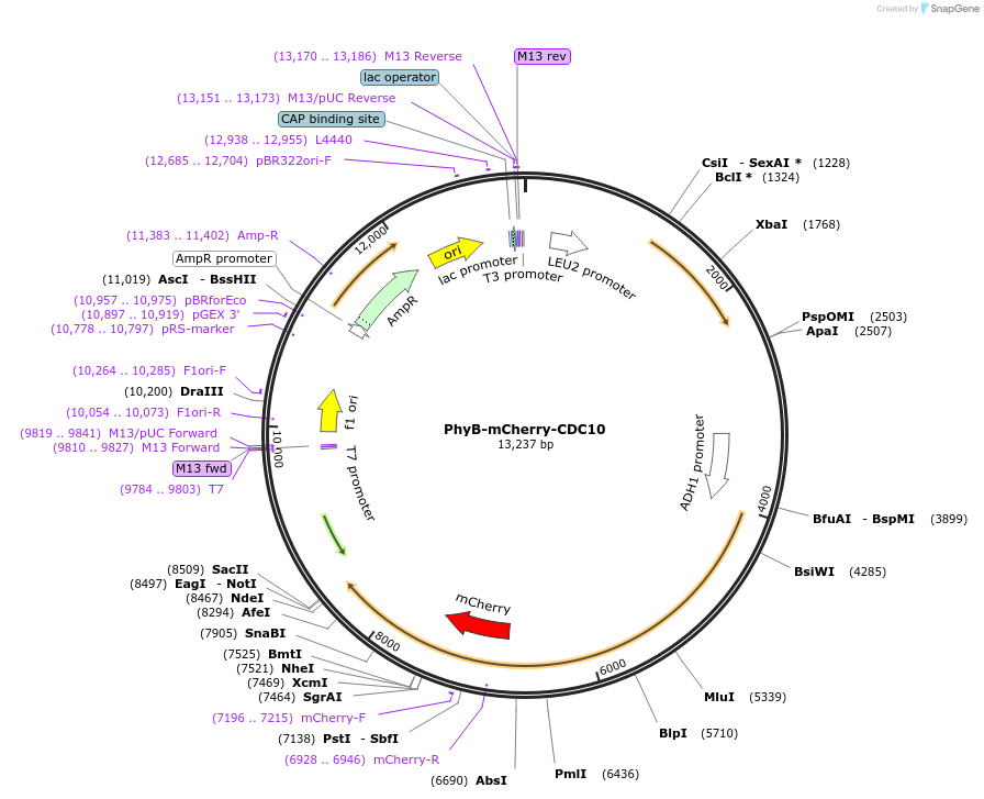 51568-plasmid-map-sequence-id-78808