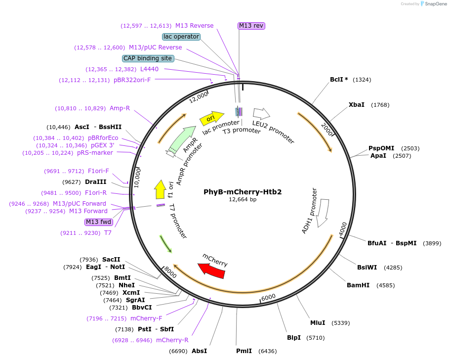51569-plasmid-map-sequence-id-78813