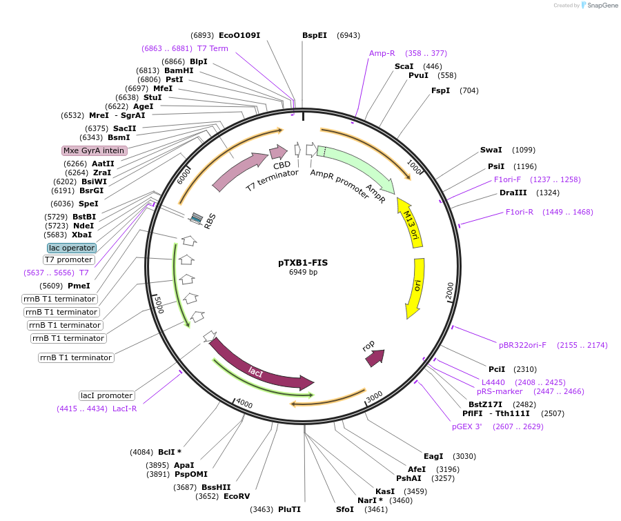 51564-plasmid-map-sequence-id-78815