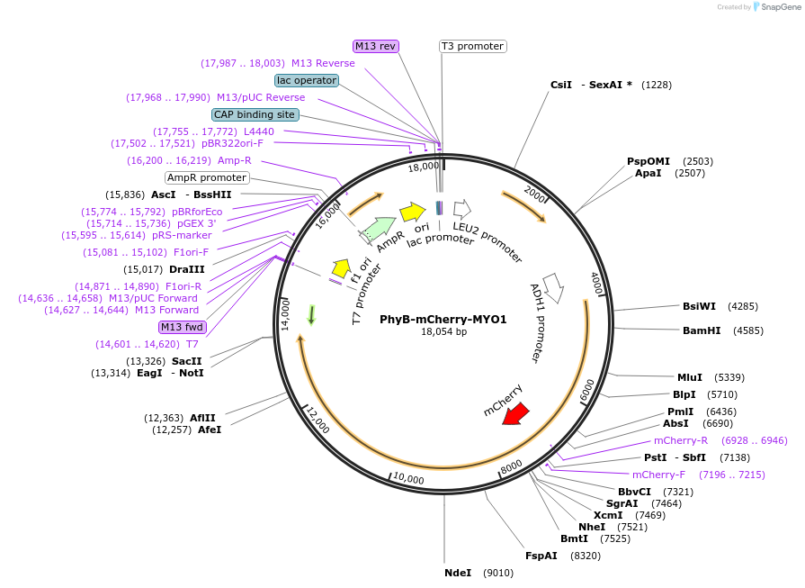 51570-plasmid-map-sequence-id-78817