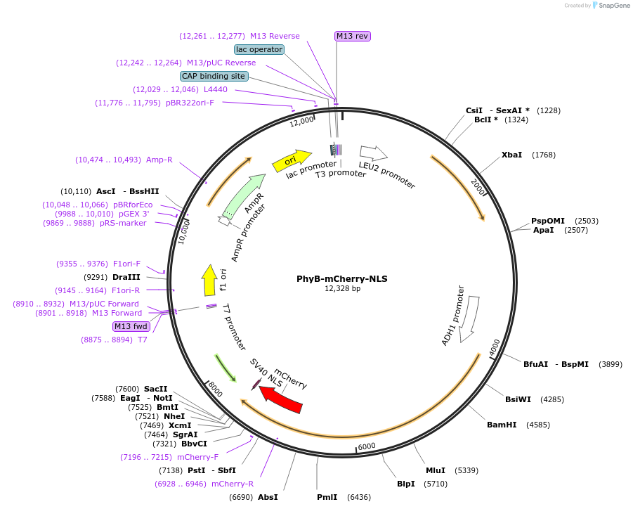 51571-plasmid-map-sequence-id-78818