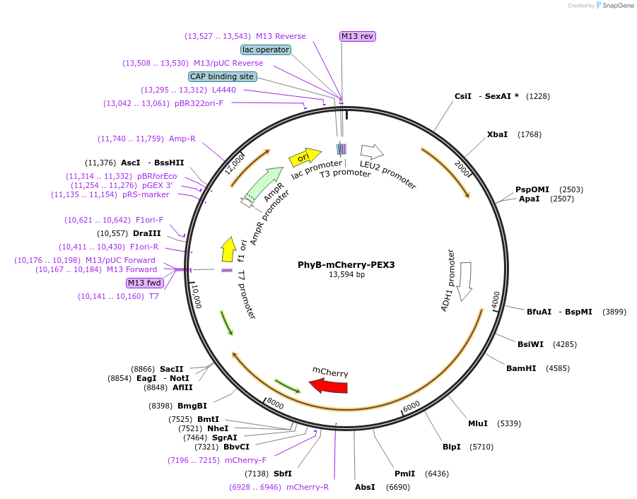 51572-plasmid-map-sequence-id-78819