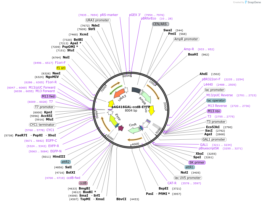 14219-plasmid-map-sequence-id-7882