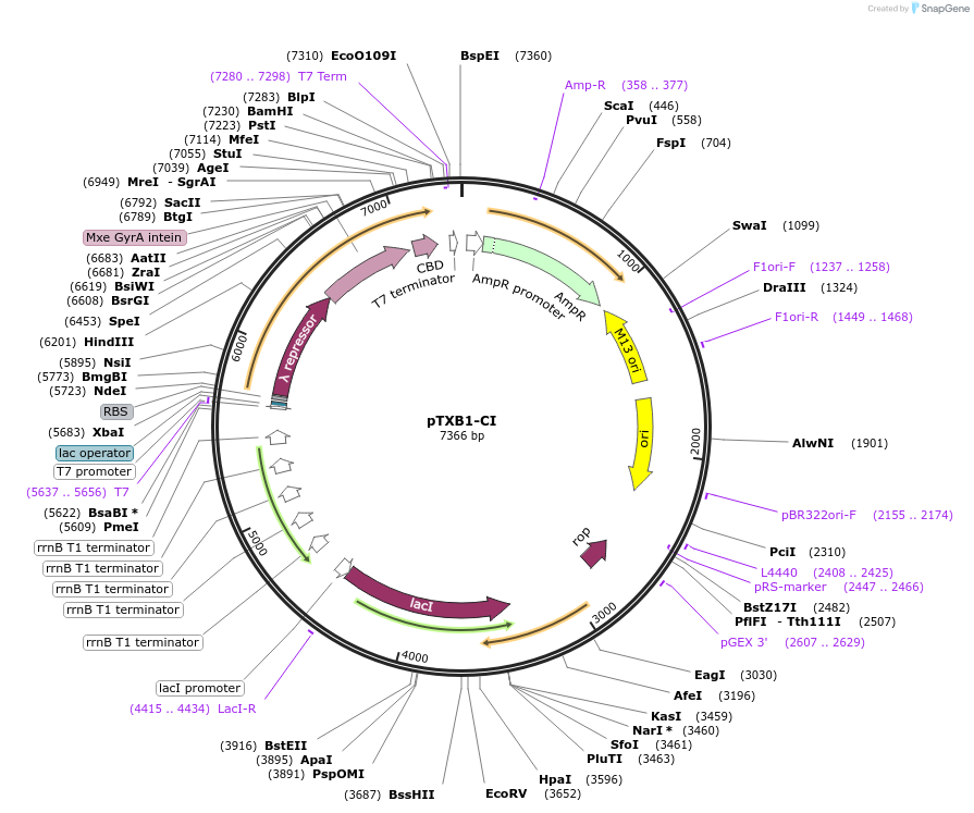 51565-plasmid-map-sequence-id-78820