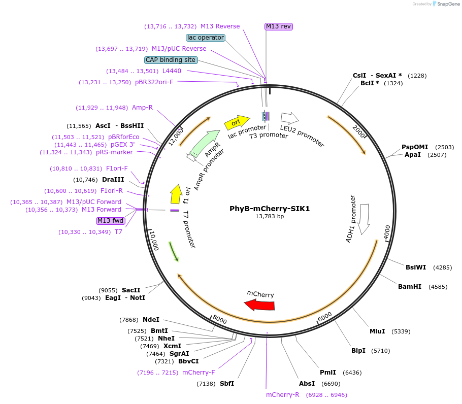 78826_map