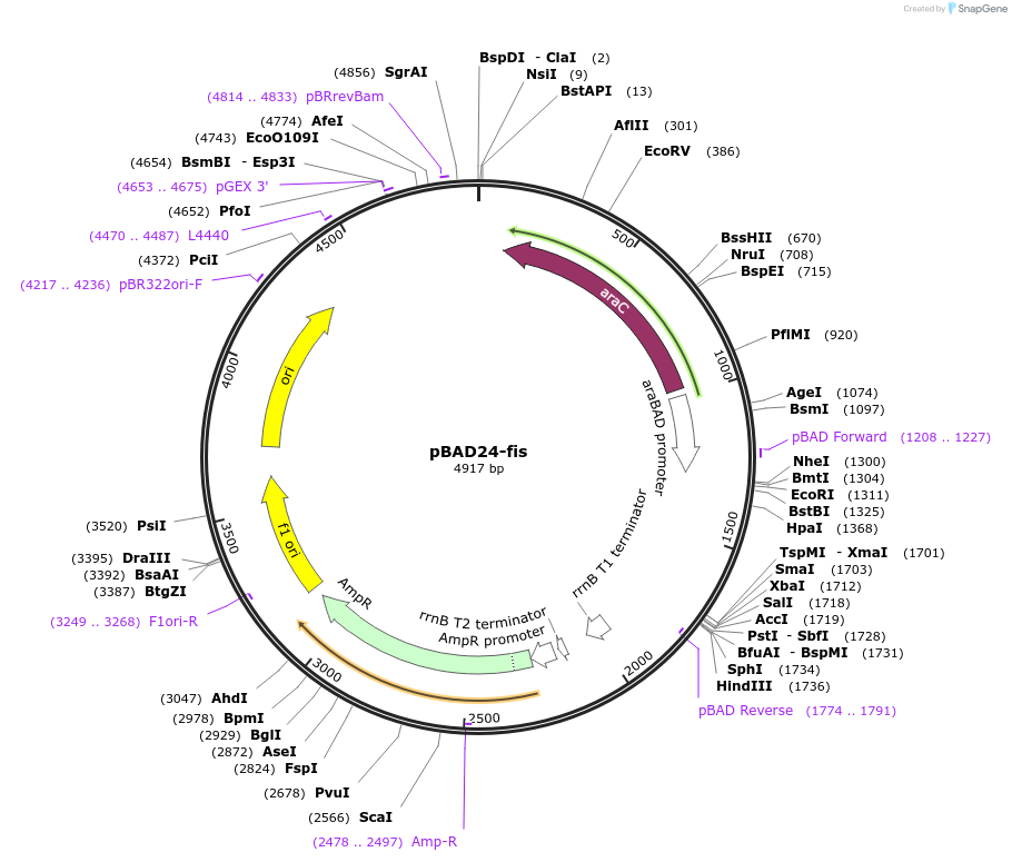 51557-plasmid-map-sequence-id-78827