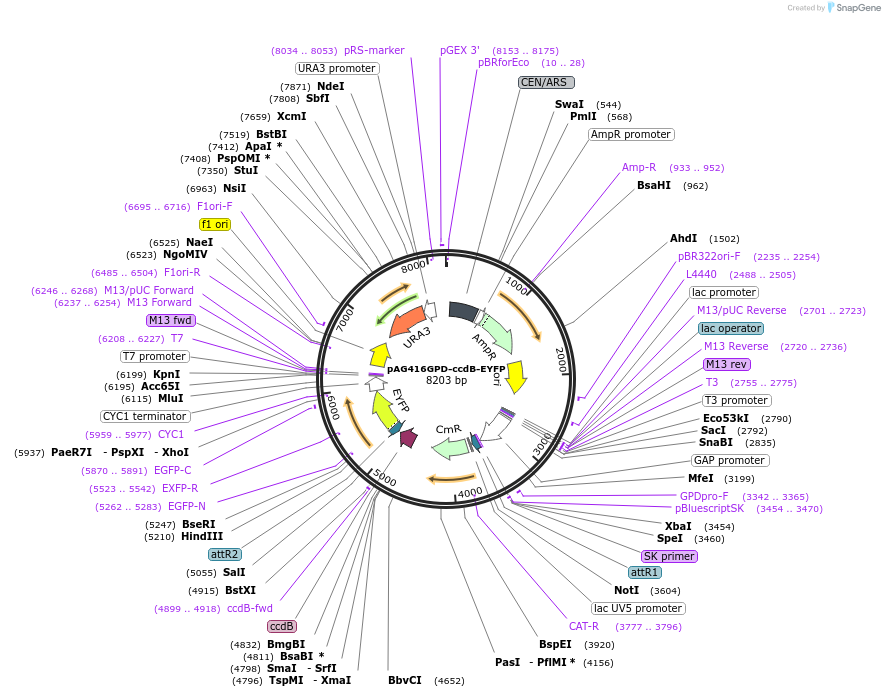 14220-plasmid-map-sequence-id-7883