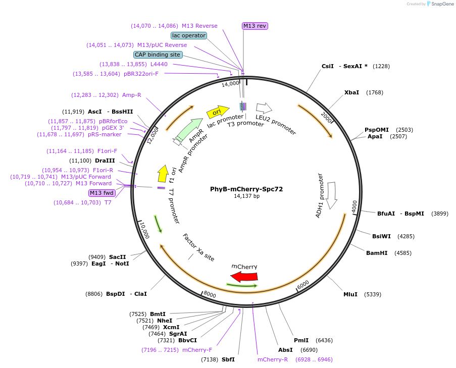 51582-plasmid-map-sequence-id-78836