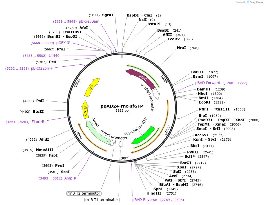 51560-plasmid-map-sequence-id-78838