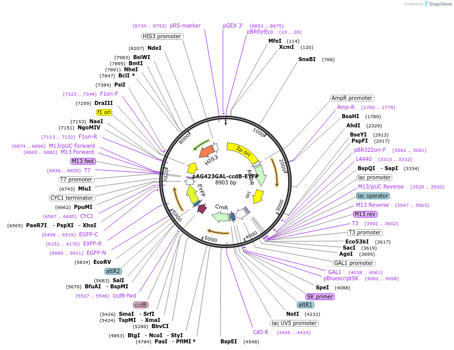 14221-plasmid-map-sequence-id-7884