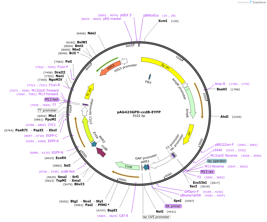 14222-plasmid-map-sequence-id-7885