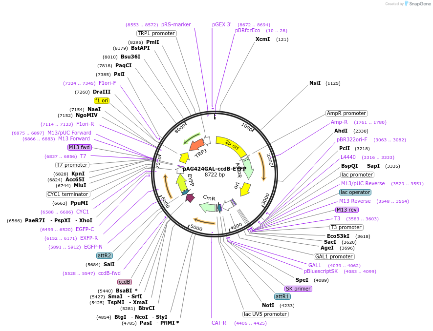 14223-plasmid-map-sequence-id-7886