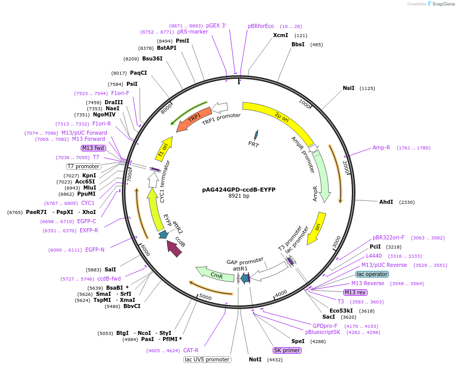 14224-plasmid-map-sequence-id-7887