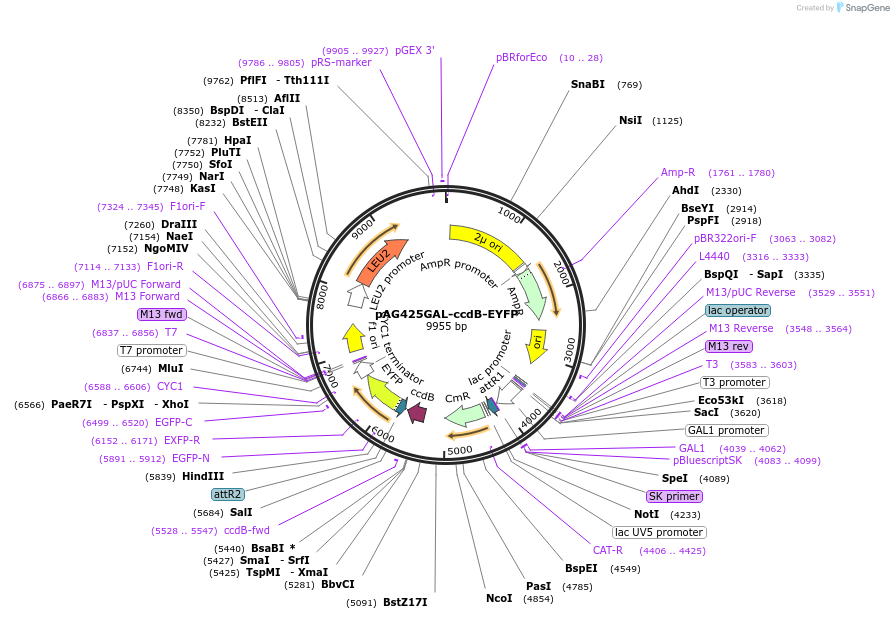 14225-plasmid-map-sequence-id-7888