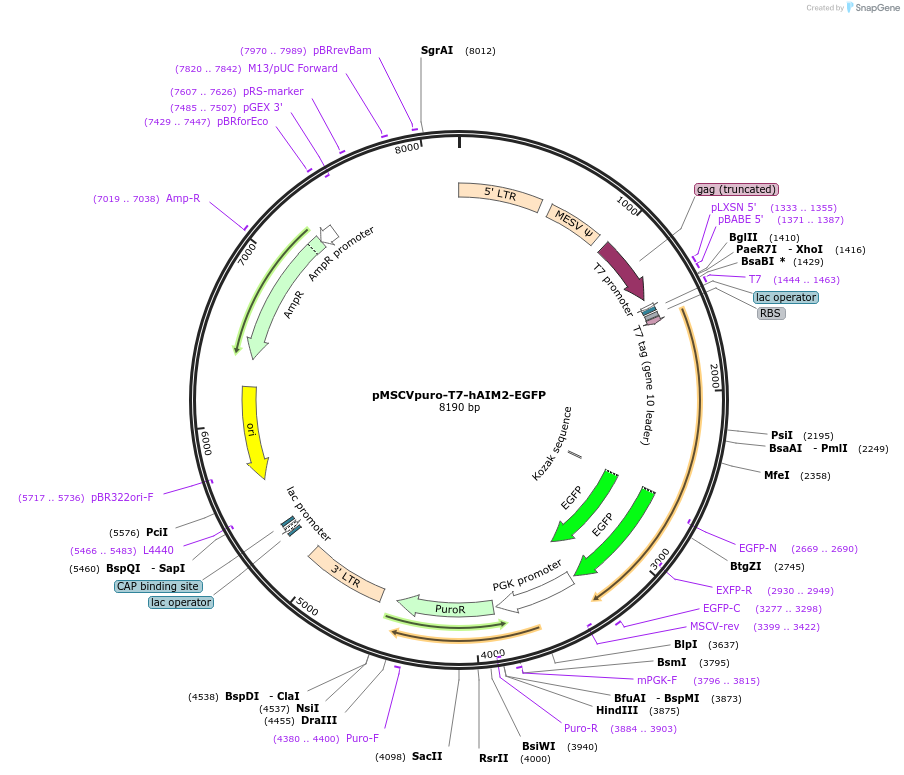 51608-plasmid-map-sequence-id-78884
