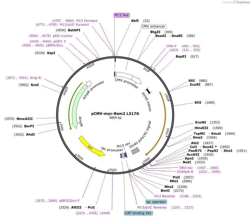 51586-plasmid-map-sequence-id-78885