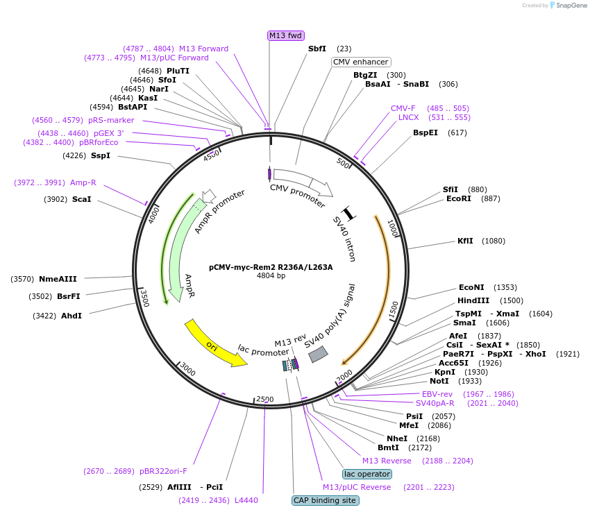 51589-plasmid-map-sequence-id-78890