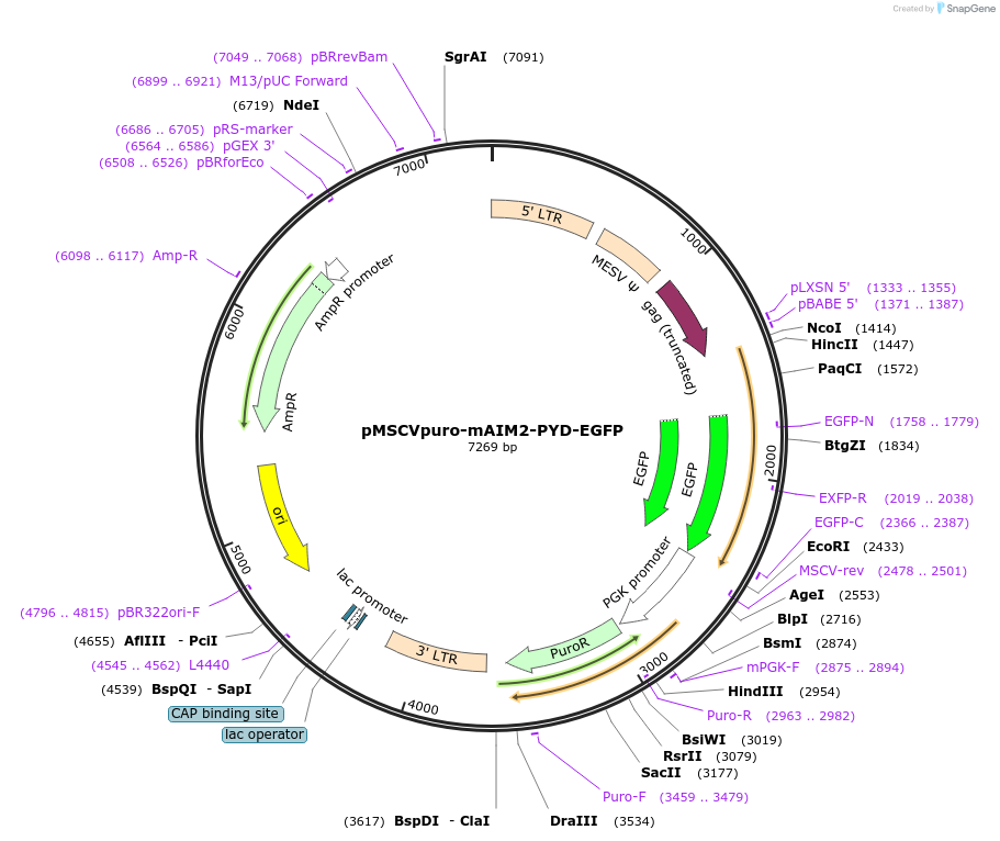 51610-plasmid-map-sequence-id-78895