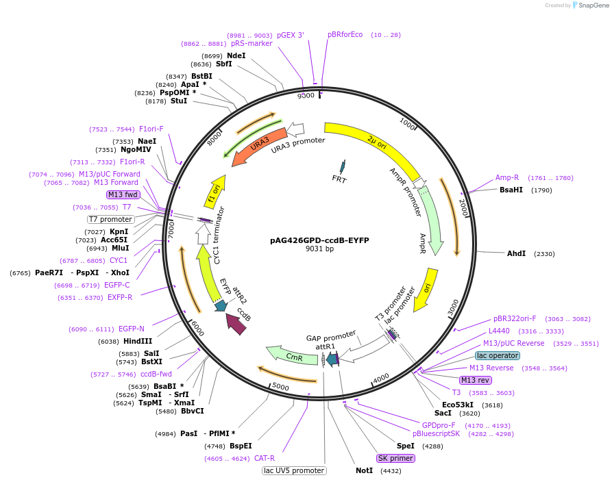 14228-plasmid-map-sequence-id-7891