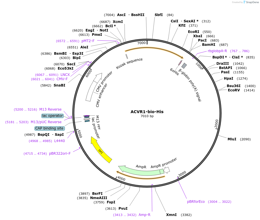 51623-plasmid-map-sequence-id-78913