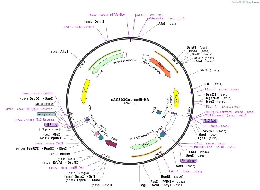 14229-plasmid-map-sequence-id-7892
