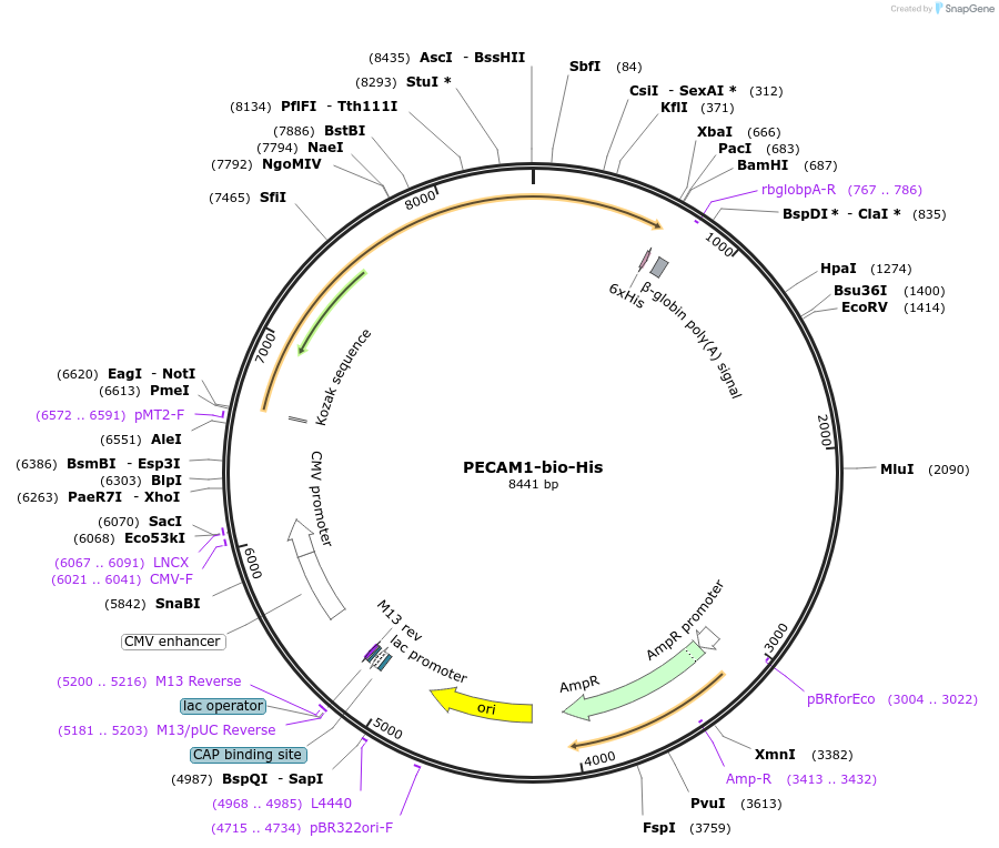 51624-plasmid-map-sequence-id-78921