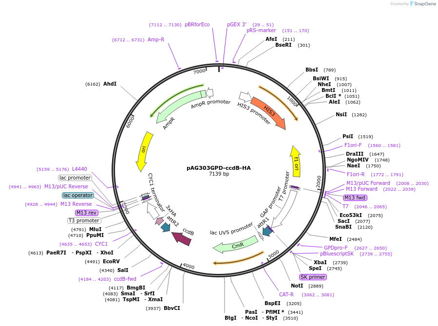 14230-plasmid-map-sequence-id-7893