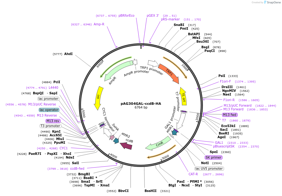 14231-plasmid-map-sequence-id-7894