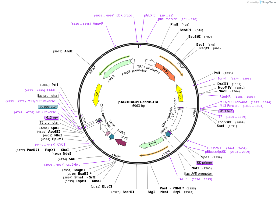 14232-plasmid-map-sequence-id-7895