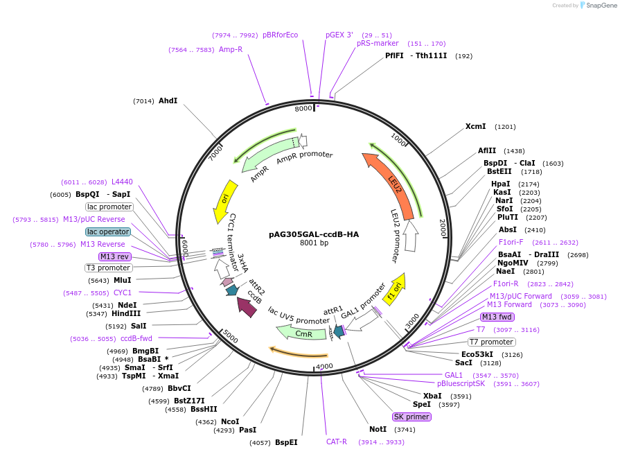 14233-plasmid-map-sequence-id-7896