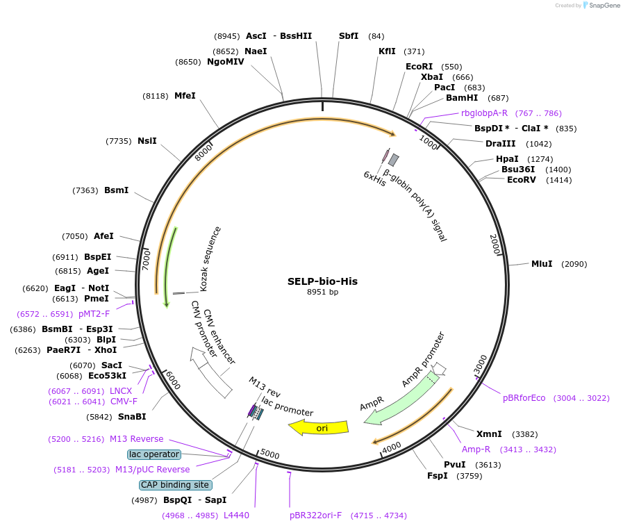 51639-plasmid-map-sequence-id-78961