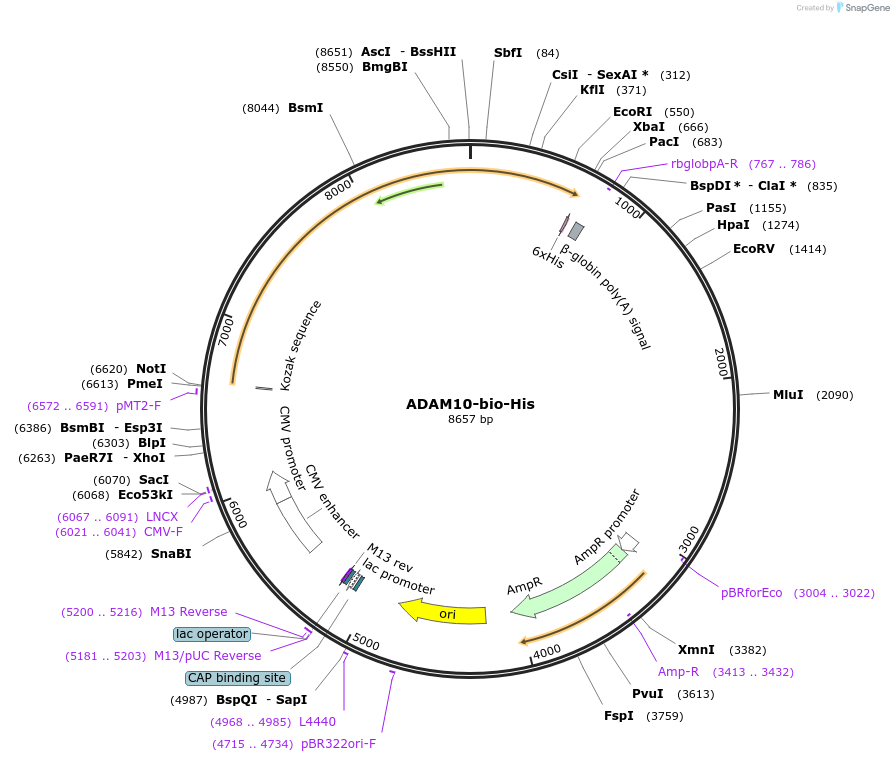 51641-plasmid-map-sequence-id-78963
