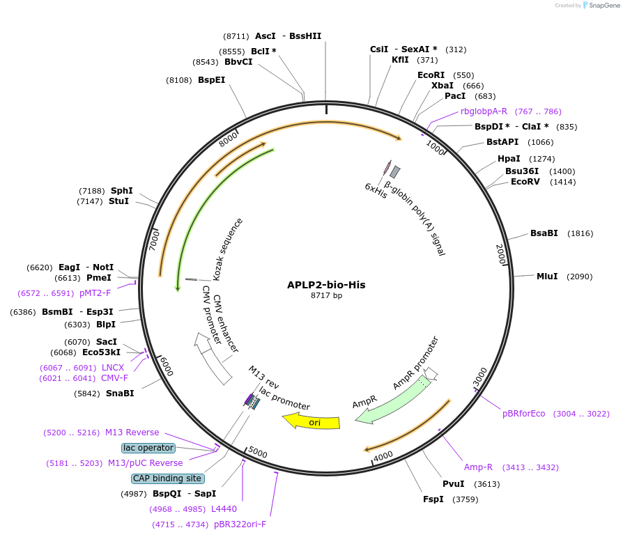 51642-plasmid-map-sequence-id-78964