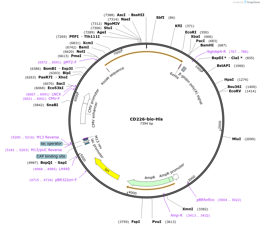 51646-plasmid-map-sequence-id-78968