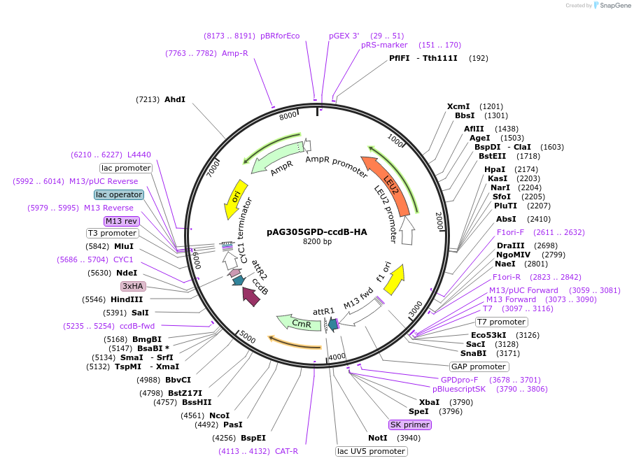 14234-plasmid-map-sequence-id-7897