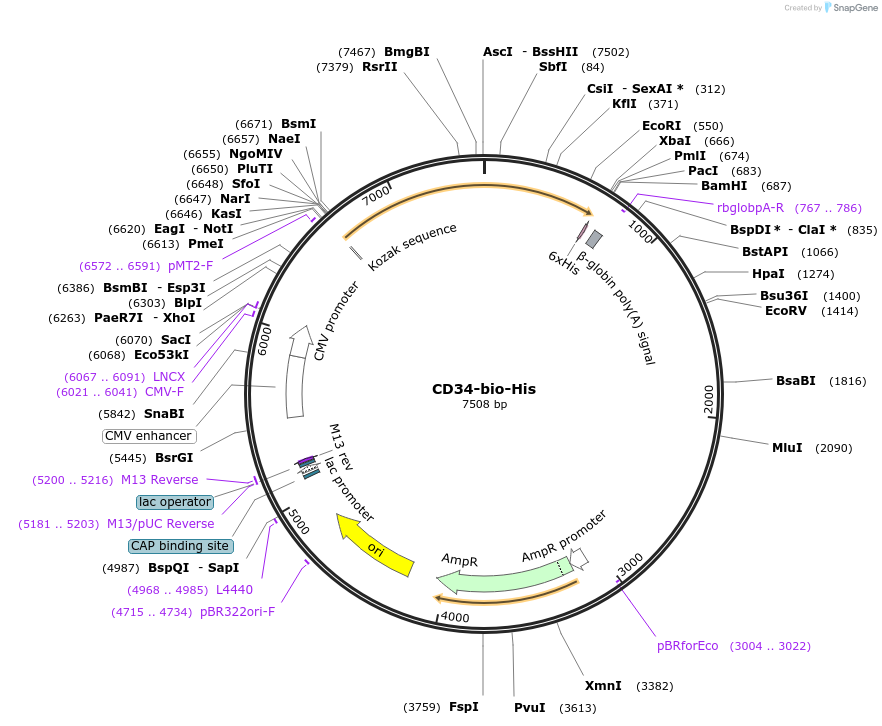 51647-plasmid-map-sequence-id-78970